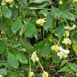 Brunfelsia americana Vivejo