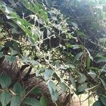 Congea tomentosa Otro
