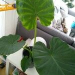 Alocasia odora Liść