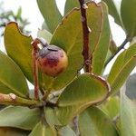 Tapeinosperma boulindaense