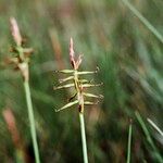 Carex pulicaris Arall