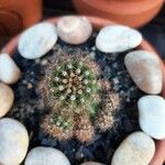 Echinocereus coccineus Habitatea