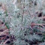 Artemisia campestris Hoja