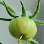 Solanum lycopersicum Fruit