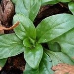 Epilobium tetragonum Лист