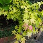 Acer japonicumLeaf