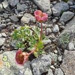 Ranunculus glacialisFlower