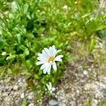 Leucanthemum heterophyllum Žiedas