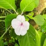 Impatiens flaccida Flor