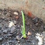 Allium ascalonicum Leaf