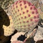 Opuntia rufida Blad