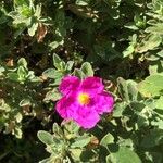 Cistus crispusফুল