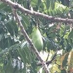 Castanospermum australe Fruct