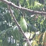 Castanospermum australe Frucht