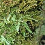 Grammitis serrulata Συνήθη χαρακτηριστικά