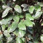 Elaeagnus macrophylla List