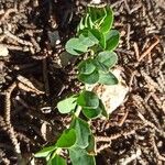 Telephium imperati Leaf