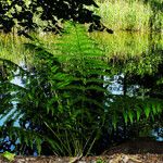 Athyrium filix-femina Feuille