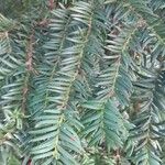 Taxus brevifolia Лист