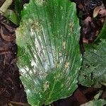 Reinhardtia simplex 葉