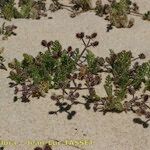 Pseudorlaya pumila ശീലം