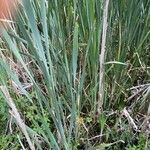 Typha × glauca Лист