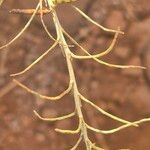 Indigofera arrecta 整株植物