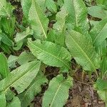 Rumex obtusifolius Blad