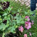 Lavatera bryoniifolia Lapas