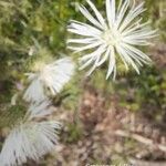 Centaurea diffusa Fleur