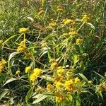 Flaveria bidentis Other