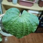 Dioscorea villosa Leaf