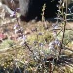 Anarrhinum bellidifolium Habitus