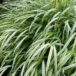 Hakonechloa macra Frunză