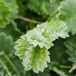 Sanguisorba minor Leaf