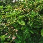 Hydrangea arborescens Fiore