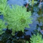 Myriophyllum aquaticum Hábito