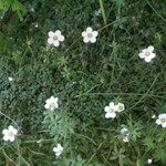 Arenaria balearica Hábito