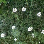 Arenaria balearica Habit