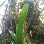 Jumellea triquetra Hostoa