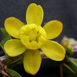 Berberis angulosa Costuma