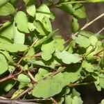 Porophyllum punctatum Leaf