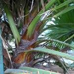 Livistona speciosa Corteza