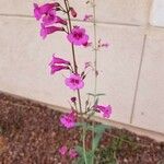 Penstemon parryi Flower