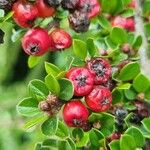 Cotoneaster nan-shan ഫലം