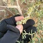 Salsola longifolia Flower