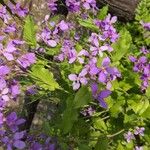 Orychophragmus violaceus Flower