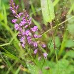 Polygala polygama Flor