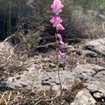 Gladiolus hirsutus Kvet