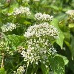 Mikania scandens Flors